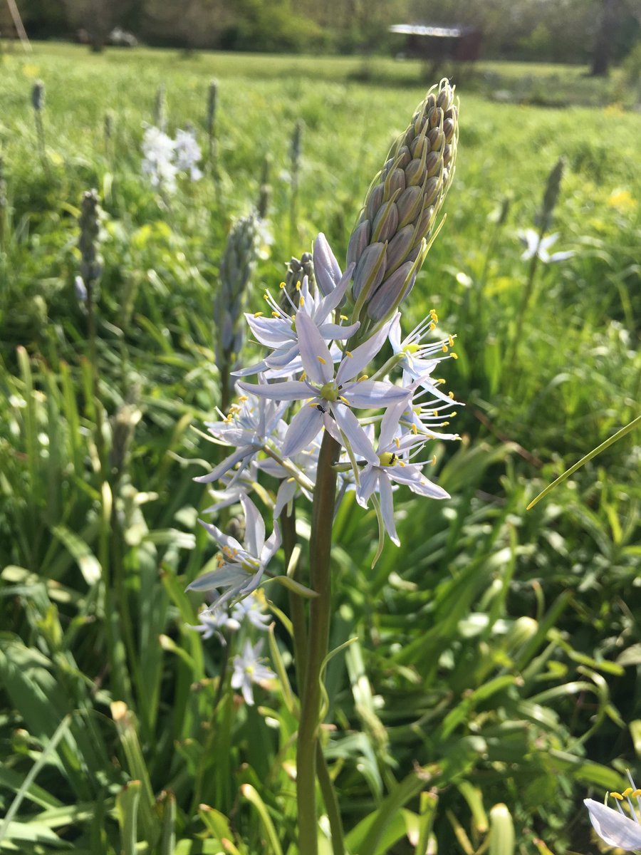 NativeInHarmony's tweet image. Wild hyacinth (Camassia scilloides) blooming in our prairie. Its genus name comes from &quot;Qém&apos;es&quot;, the Nez Perce name for Camassia quamash, a similar species in the western United States. The word means &quot;sweet&quot; because the bulbs of both C. scilloides and C. quamash are edible!