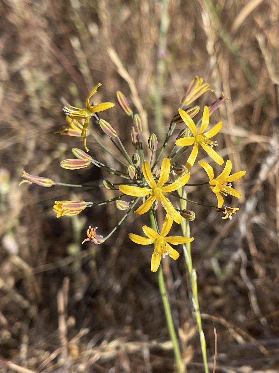 方舟子 S Tweet 今日所见野花 心叶科克花 Heartleaf Keckiella 加州黑莓 California Blackberry 多叶飞蓬 Leafy Fleabane 金星花 Golden Star Trendsmap 方舟子 S Tweet 今日所见野花 心叶科克花 Heartleaf Keckiella 加州黑莓 California Blackberry 多叶飞蓬 Leafy Fleabane 金星花 Golden Star Trendsmap