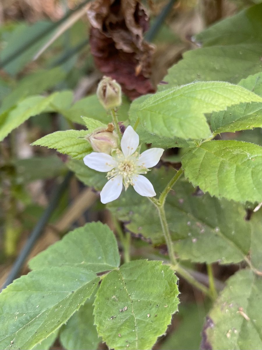 方舟子 S Tweet 今日所见野花 心叶科克花 Heartleaf Keckiella 加州黑莓 California Blackberry 多叶飞蓬 Leafy Fleabane 金星花 Golden Star Trendsmap 方舟子 S Tweet 今日所见野花 心叶科克花 Heartleaf Keckiella 加州黑莓 California Blackberry 多叶飞蓬 Leafy Fleabane 金星花 Golden Star Trendsmap