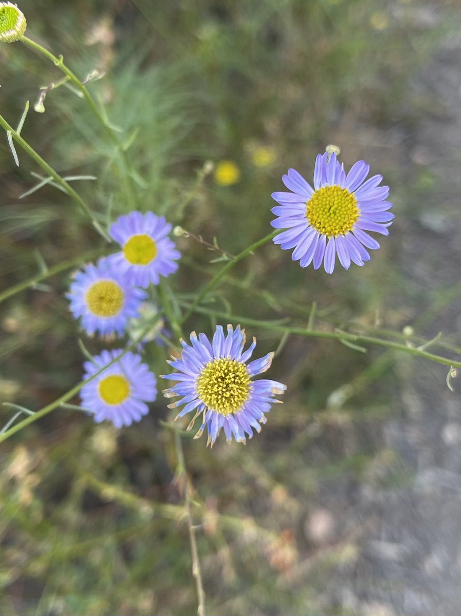 方舟子 S Tweet 今日所见野花 心叶科克花 Heartleaf Keckiella 加州黑莓 California Blackberry 多叶飞蓬 Leafy Fleabane 金星花 Golden Star Trendsmap 方舟子 S Tweet 今日所见野花 心叶科克花 Heartleaf Keckiella 加州黑莓 California Blackberry 多叶飞蓬 Leafy Fleabane 金星花 Golden Star Trendsmap