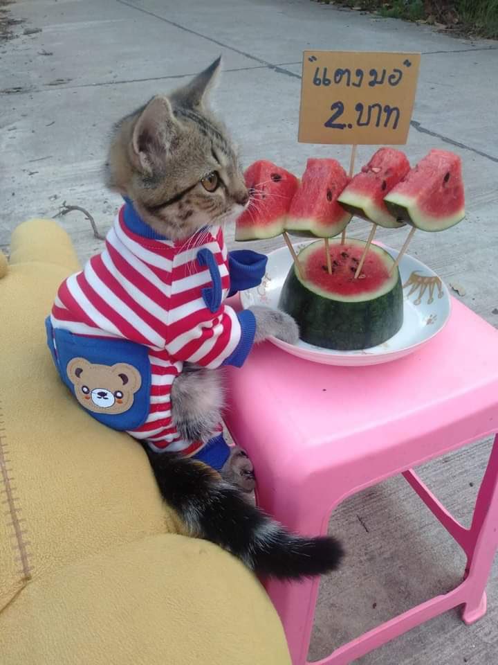 น้องม้าคมีความฝัน