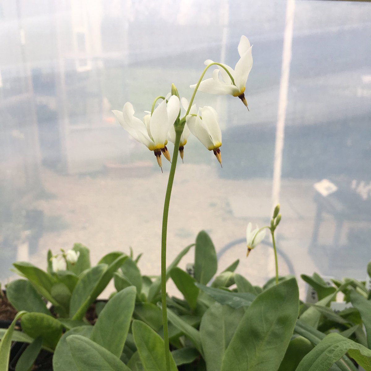 NativeInHarmony's tweet image. Not many prairie wildflowers bloom in the spring, but shooting star is one of them! Though unrelated to nightshades (like tomato plants), its flowers have a similar structure. That&apos;s because both nightshade and shooting star have evolved to be pollinated by queen bumble bees.