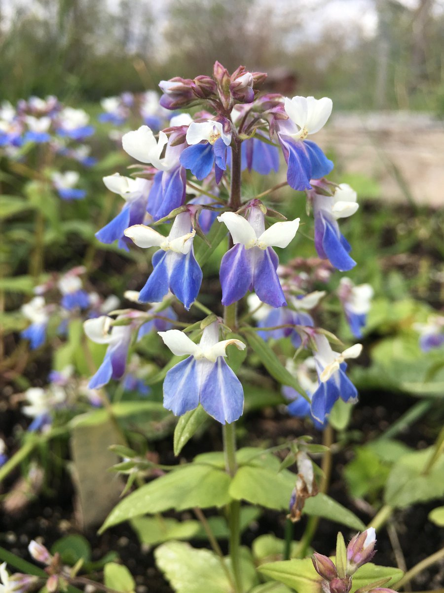 NativeInHarmony's tweet image. This blue-eyed mary is in our garden beds as a seed source. We hope to be selling them next year! These flowers are winter annuals occuring in rich woods. They often persist in small populations, adding to the seed bank each year so they can erupt when conditions are favorable.