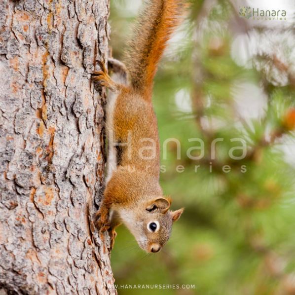 HanaraNurseries's tweet photo. Tupai adalah hewan arboreal, artinya mereka hidup, bersarang dan mencari makan dari pohon. Seringkali dianggap hama, tupai juga berperan penting dalam ekosistem hutan. Kebiasaan tupai mengkonsumsi biji-bijian dan menguburnya diketahui mampu meningkatkan populasi pohon pada hutan. https://t.co/GsHNFkZviY