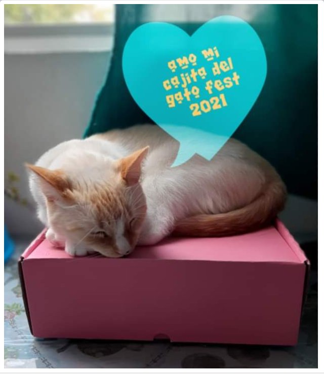 Gato_Fest's tweet photo. Deseamos a tod@s una excelente semana. En la secuencia algunas bellas imágenes de lo que fue el acopio de Gato Fest virtual 😻
Gracias por ayudarnos a llenar más de 1500 pancitas 😽
#gatofest2021 #gatofestvirtual #acopiogatofest #gatofest10edicion https://t.co/e4zy2m2Coa