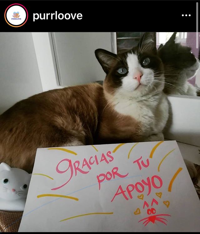 Gato_Fest's tweet photo. Deseamos a tod@s una excelente semana. En la secuencia algunas bellas imágenes de lo que fue el acopio de Gato Fest virtual 😻
Gracias por ayudarnos a llenar más de 1500 pancitas 😽
#gatofest2021 #gatofestvirtual #acopiogatofest #gatofest10edicion https://t.co/e4zy2m2Coa
