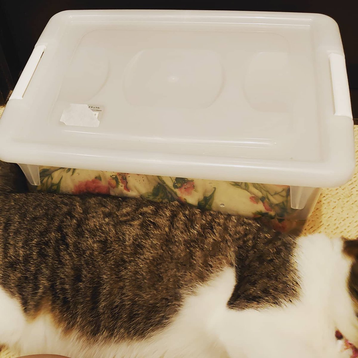 Pure_chan_PR's tweet photo. こんにちは！週末にぴゅあちゃんの家の猫が猫ベッドにおしっこして、ニオイがすごかったから10倍に薄めたぴゅあちゃん浸けに5分くらいしたよ！そしたらおしっこ臭が無臭になっちゃった！#アルカリ電解水 ってすごいね！　#猫　#猫のいる暮らし　https://t.co/aZusshCxfU