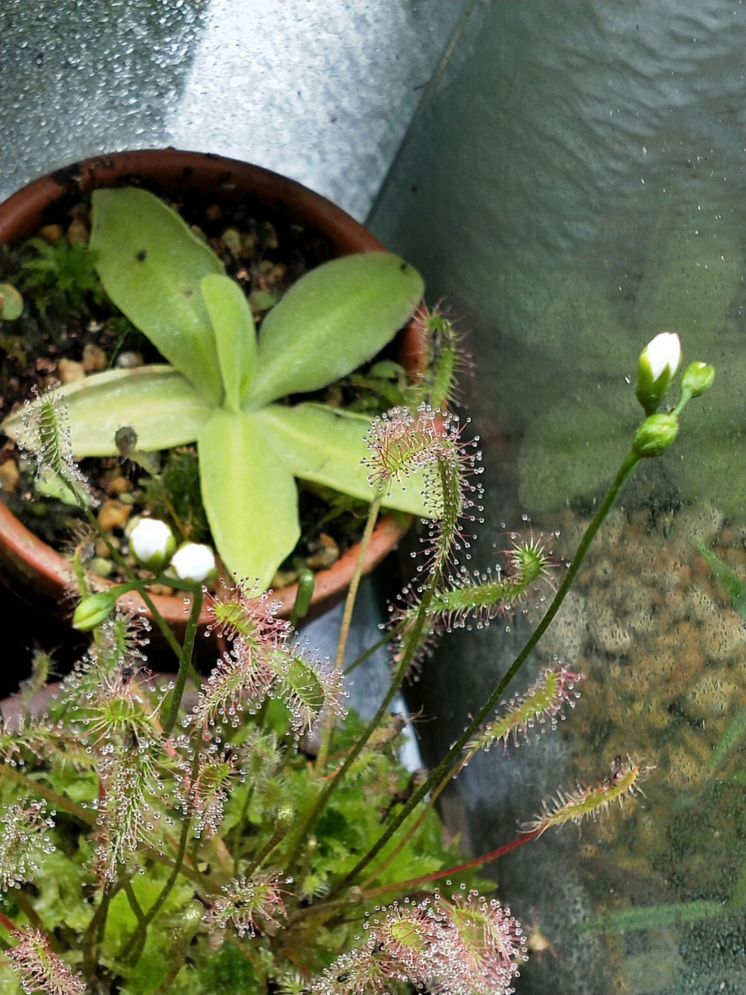 マンション園芸 まーらん ナガバノモウセンゴケ Drosera Anglica の花が咲きそうです 普通のモウセンゴケに比べてつぼみもデカイ 花は1日しかもたないので帰宅した時には萎んでいるかも Youtubeはじめました T Co Aztlwb58vr 食虫植物 マンション園芸 まーらん ナガバノモウセンゴケ Drosera Anglica の花が咲きそうです 普通のモウセンゴケに比べてつぼみもデカイ 花は1日しかもたないので帰宅した時には萎んでいるかも Youtubeはじめました T Co Aztlwb58vr 食虫植物