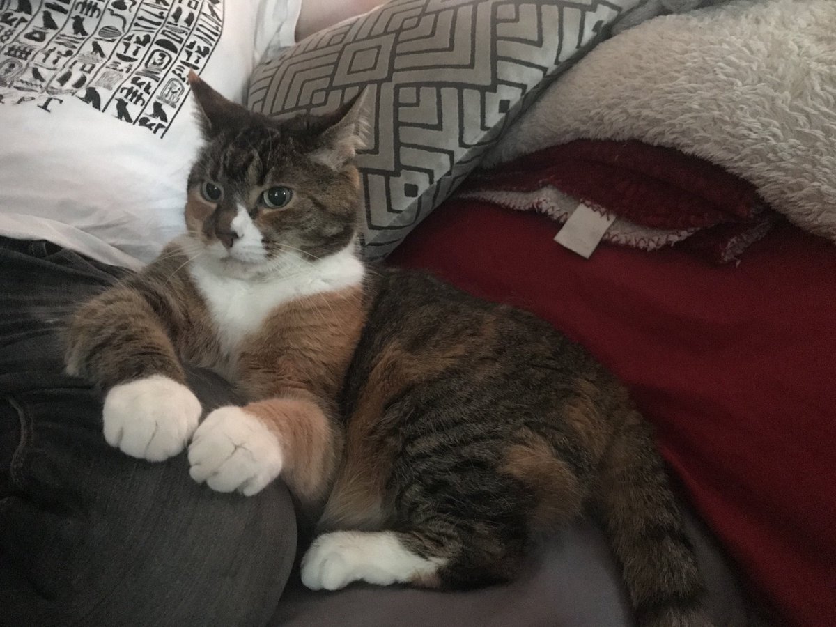 emkhowley's tweet photo. I’ll be holding office hours on Wednesdays and Fridays from 1-3 on #professorcat https://t.co/Lejga0NdvB