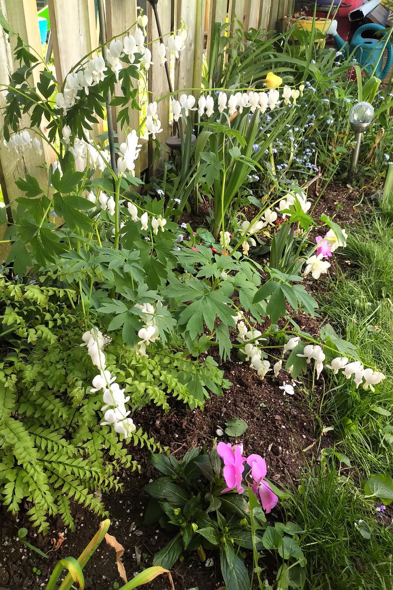 KJDomoney's tweet photo. My fave, fragrant garden blooms, such a joy to see each spring. #perennials #Toronto. #gardening https://t.co/VtPKolSHdU