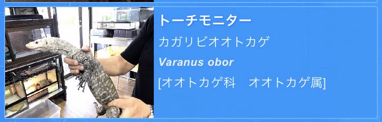 @qrostar シカ→カガリビオオトカゲ→下駄→たから 