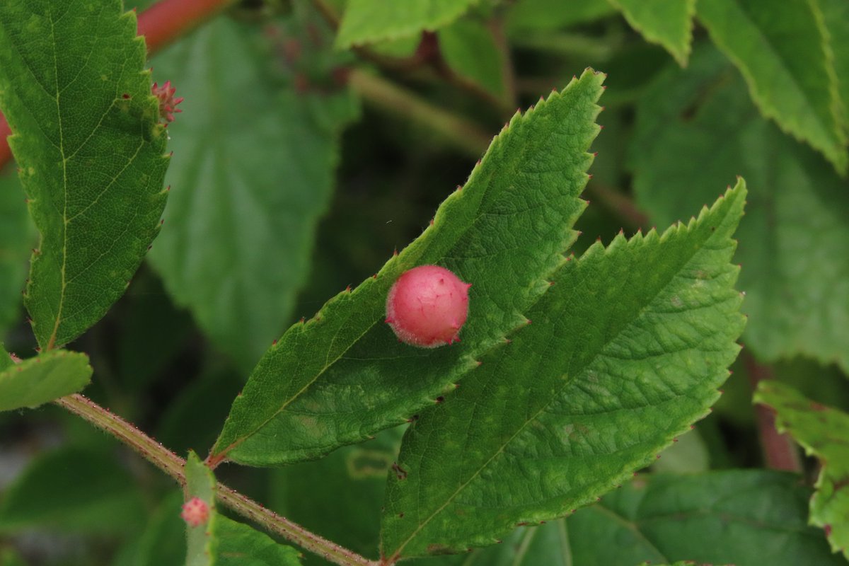 バラハタマフシ