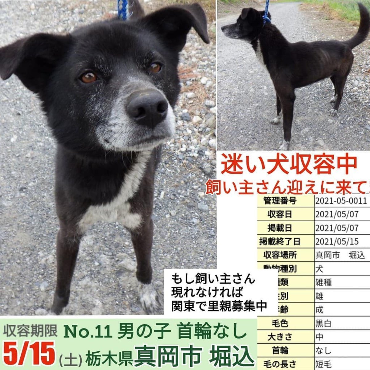 大タコちゃん S Tweet 群馬県 群馬県迷子犬 里親募集中 里親募集犬 里親募集 里親様募集中です 里親さん募集中 里親という選択肢 保護犬 保護犬を家族に 保護犬出身 保護犬を家族に迎えるという選択肢 家族 群馬県 群馬県迷子犬 探してます 迷い犬