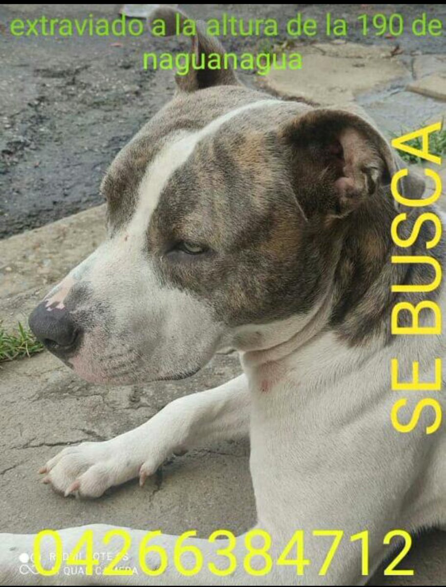 un25abril's tweet photo. Ayuda RT Por favor! 🐶Extraviado. #Naguanagua #Carabobo @PerroUsuario @asoc_vpla @ASOGUAU @MASCOTASDECALLE @CboEsNoticia @el_carabobeno @polinagua @Noti_Naguanagua @tarapio https://t.co/jhMabNGLoO