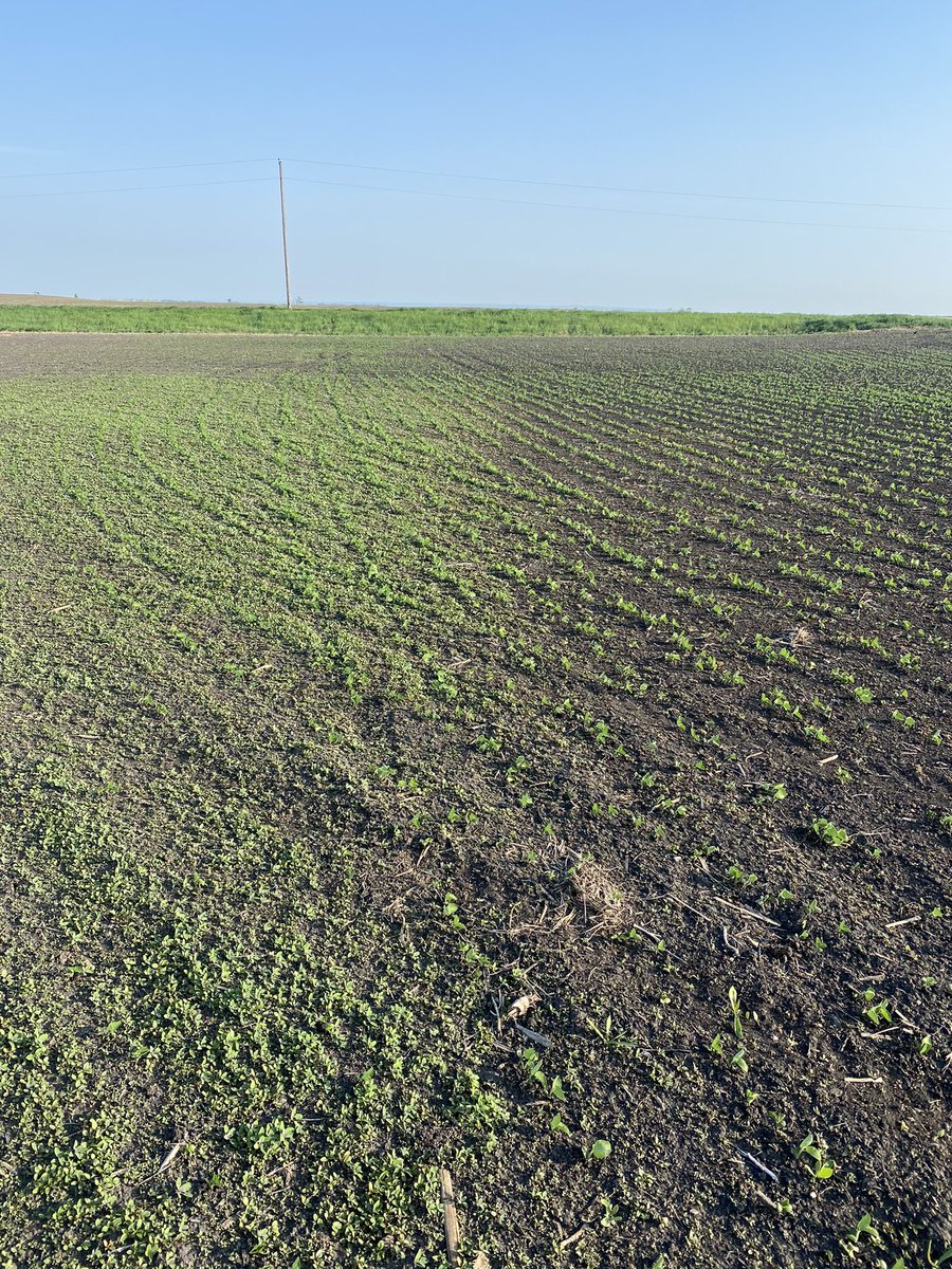 Zidua PRO looking great in SE ND in 2021! Sprayer skip on left side of picture! <a href="/BASFAgProducts/">BASF Ag Solutions US</a>