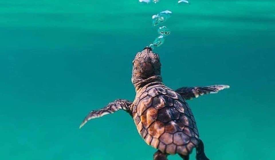 Darwinprm's tweet photo. 🐢Día mundial de las tortugas. Concienciando de la importancia de martener limpios y cuidar todos y cada uno de nuestros ecosistemas. 

#elmundodeinsomnia #DiaMundialDeLasTortugas https://t.co/rAsXdizYYU