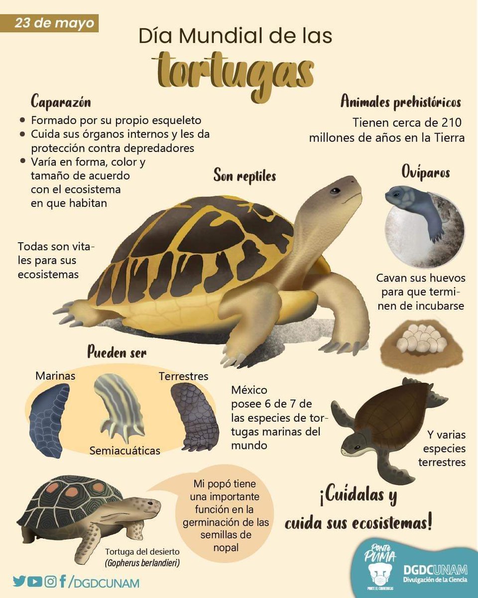 Darwinprm's tweet photo. 🐢 𝗗𝗶́𝗮 𝗺𝘂𝗻𝗱𝗶𝗮𝗹 𝗱𝗲 𝗹𝗮𝘀 𝘁𝗼𝗿𝘁𝘂𝗴𝗮𝘀  𝑷𝒓𝒐𝒕𝒆𝒋𝒂𝒎𝒐𝒔 𝒂 𝒍𝒂𝒔 𝒕𝒐𝒓𝒕𝒖𝒈𝒂𝒔. 🙌
#DiaMundialDeLasTortugas https://t.co/6SPcmIKZRQ