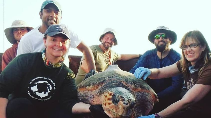 Happy World Turtle Day, All! This turtle was tagged aboard our turtle monitoring cruise and safely returned to sea (ESA permit 18526). #worldturtleday2021 #seaturtles #Science #MarineBiology #turtleday #TURTLE #cooperativeresearch