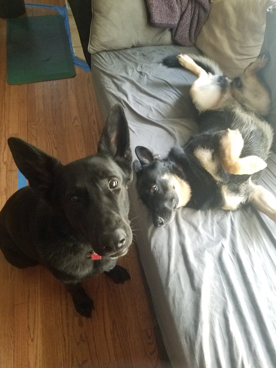 SakakiGSD's tweet photo. Nahhhhh we don't want anything... What makes you think we're needy, momma?
#gsd #GermanShepherd #dogsoftwitter #gsd https://t.co/BawvQcZPCr