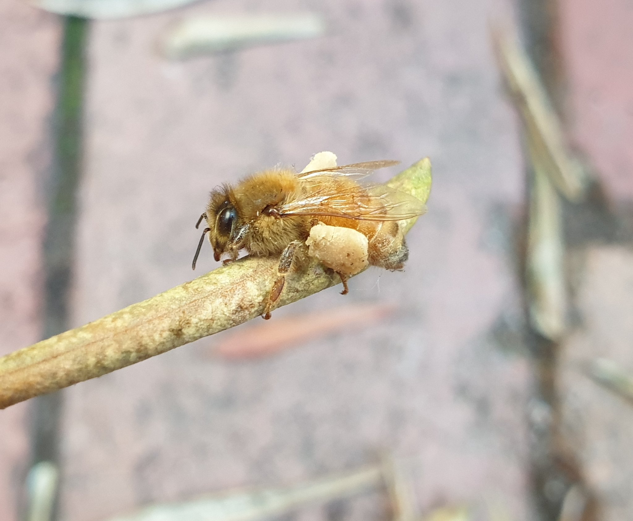 تويتر ゆき 庭で養蜂チャンネル على تويتر 身体の3分の1程の大きさに集めた花粉団子 を脚に丸め 持って帰ってきたミツバチ 家はもうすぐそこなのに巣箱に入らず元気がない こんなに大きな団子 作って飛び帰って来るの大変だったよね お疲れ様 花粉団子は