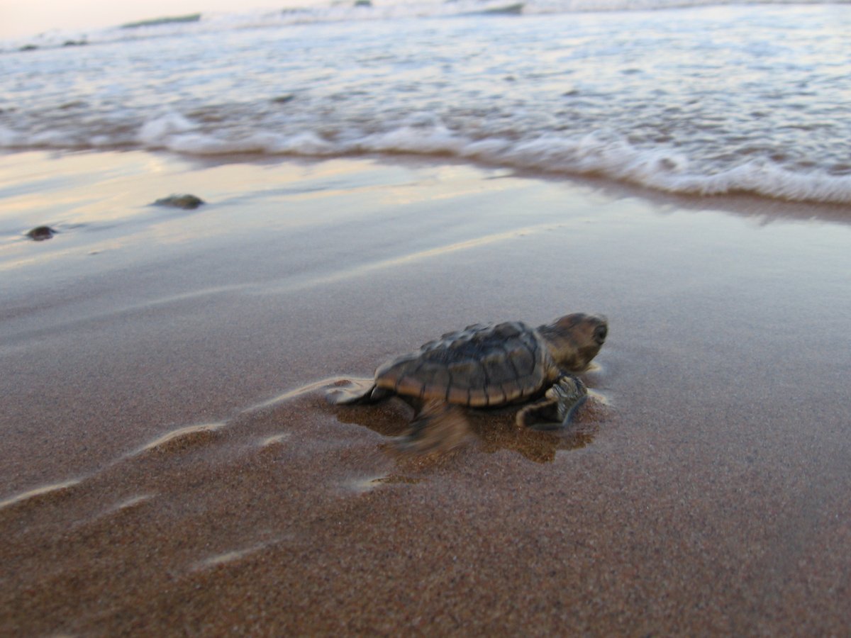 Oh, I almost missed the opportunity to share extreme cuteness for #worldturtleday2021!!! Conservation volunteering at Bundaberg with friends who are lifelong Turtle Volunteers, many years ago. Best. Weekend. Ever. With the cutest flipperlings.