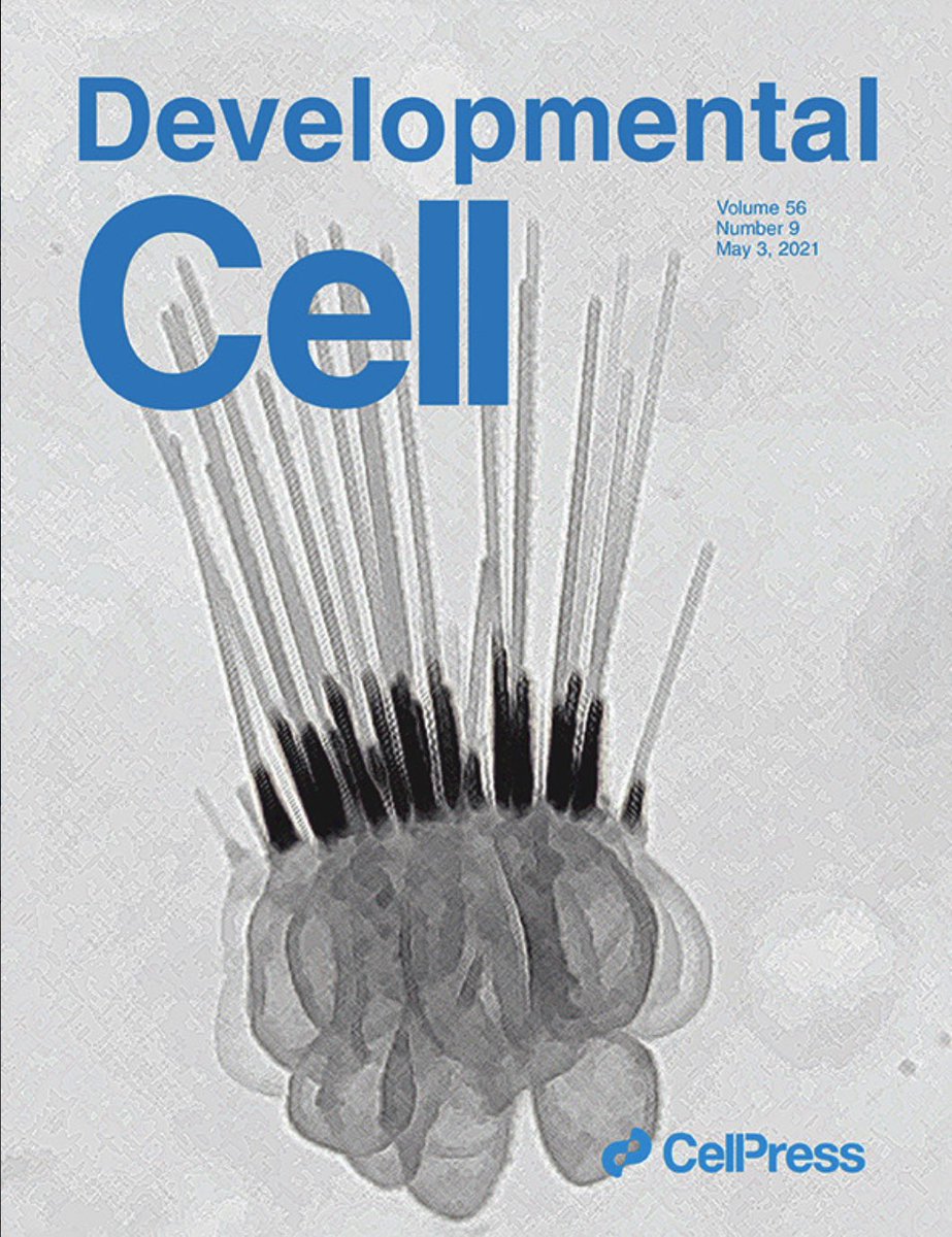 LabPiotrowski's tweet image. Our discovery of neuromast ionocytes &amp;amp; adaptive cell invasion is out @Dev_Cell 

The beautiful work by our two grad students @jupeloggia &amp;amp; @daniomuench was recognized by the journal with its cover

Read the article here:

authors.elsevier.com/a/1cx5a5Sx5gmI…

@ScienceStowers @GSSIMR