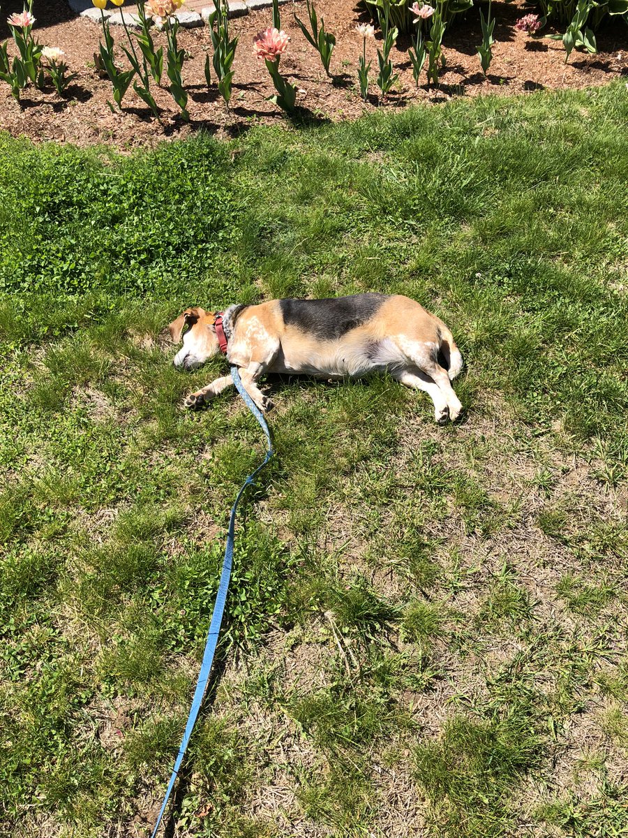 pepperthebeagle's tweet photo. The best part of the summer is the sunshine! Soaking up those rays never gets old. https://t.co/oYScjIAXRJ
