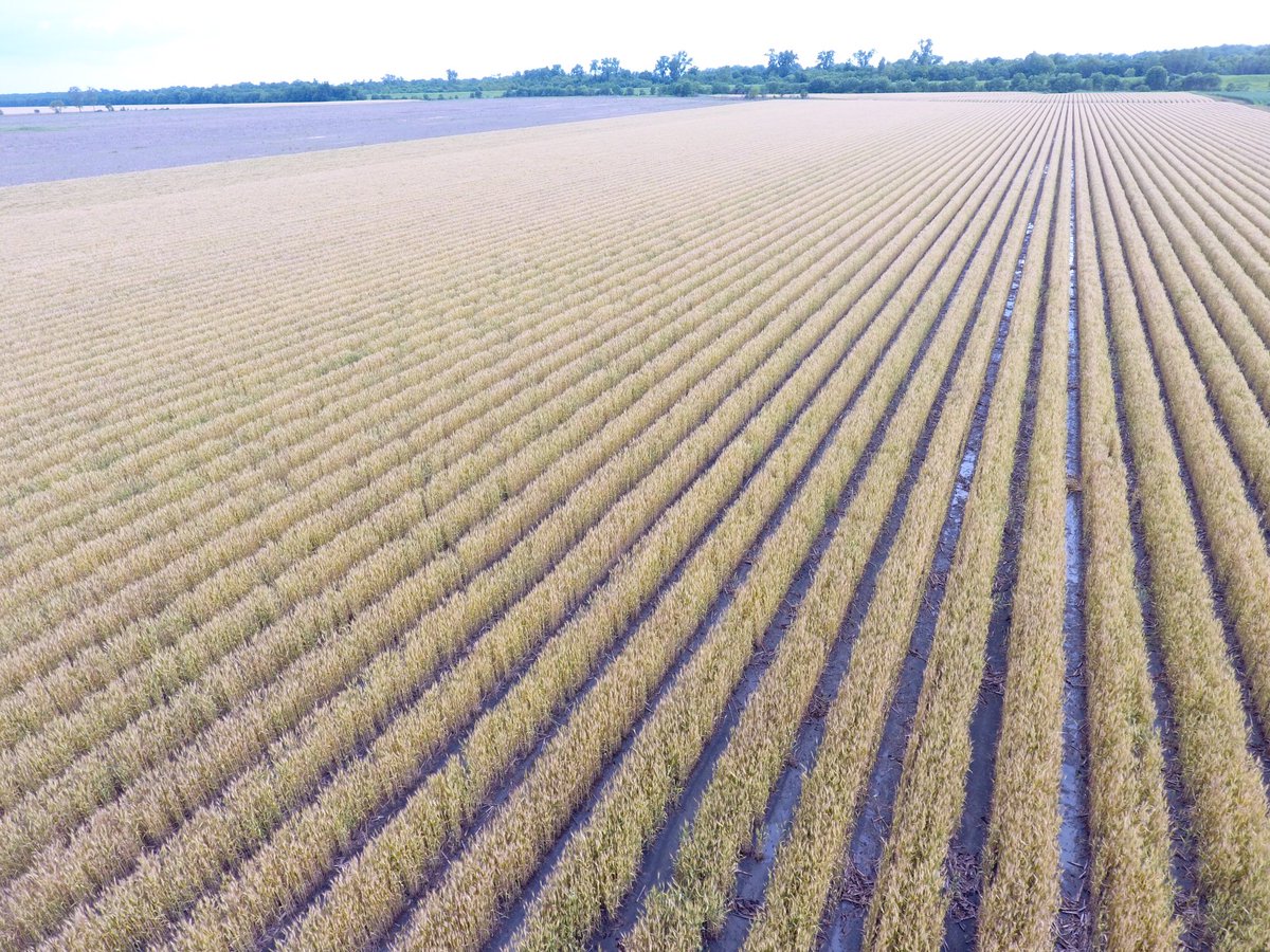 Engineer_Farmer's tweet photo. #harvest21 closing in #wheat #dronescouting https://t.co/orJdLRhN51