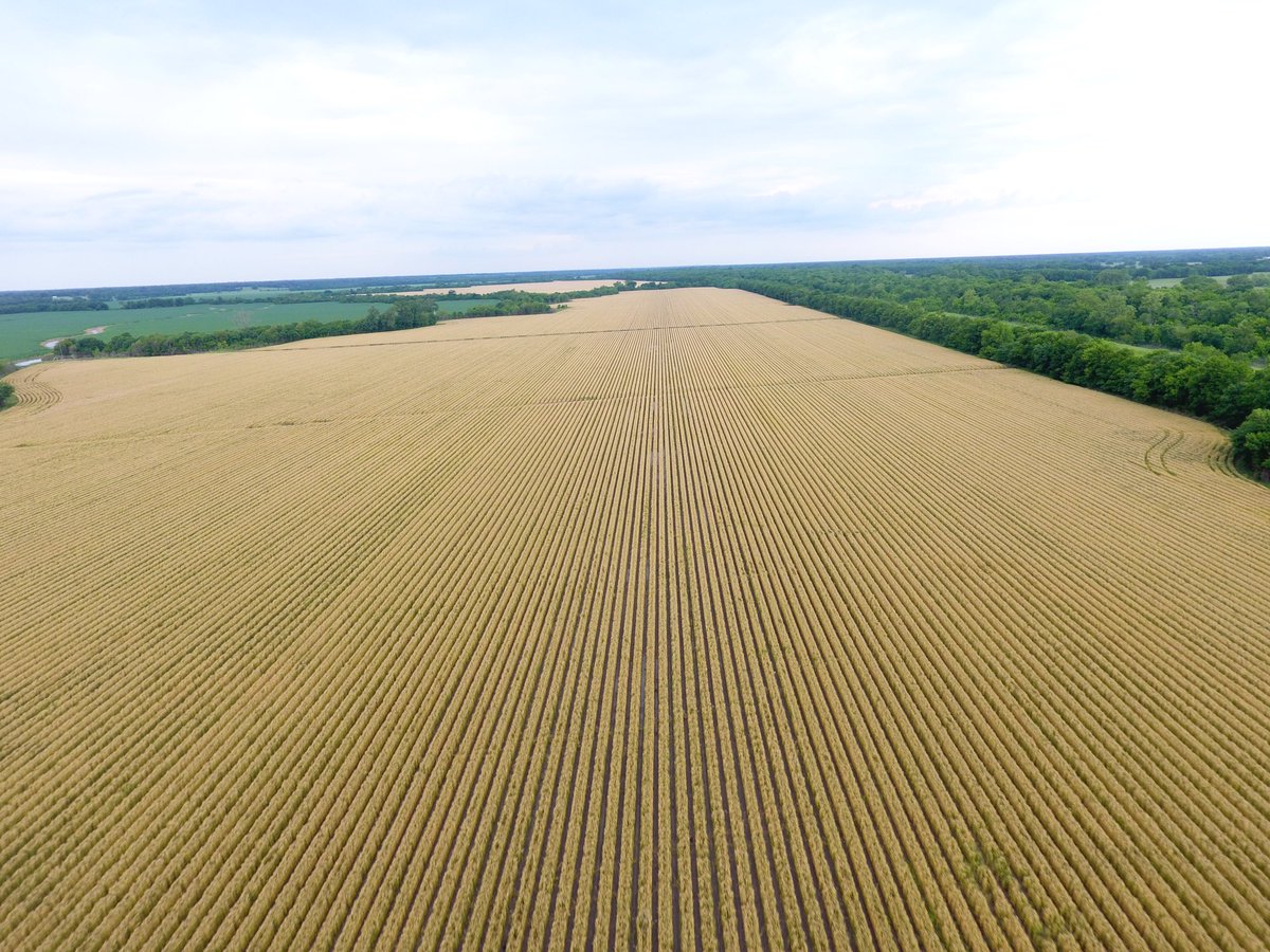 Engineer_Farmer's tweet photo. #harvest21 closing in #wheat #dronescouting https://t.co/orJdLRhN51