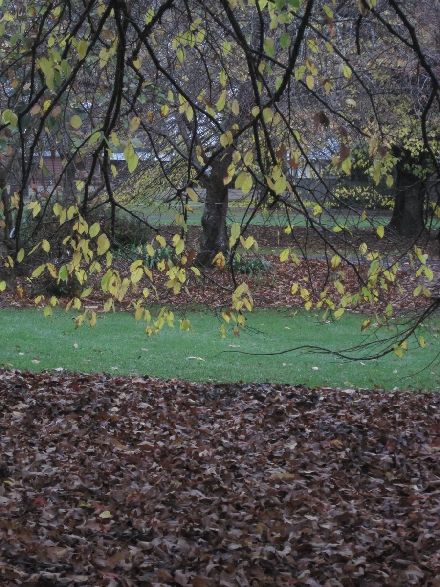 allanrob9's tweet photo. 4 dark photos of Autumn in #Mosgiel.Monday morning 24/05/21. https://t.co/QE6sDZois6