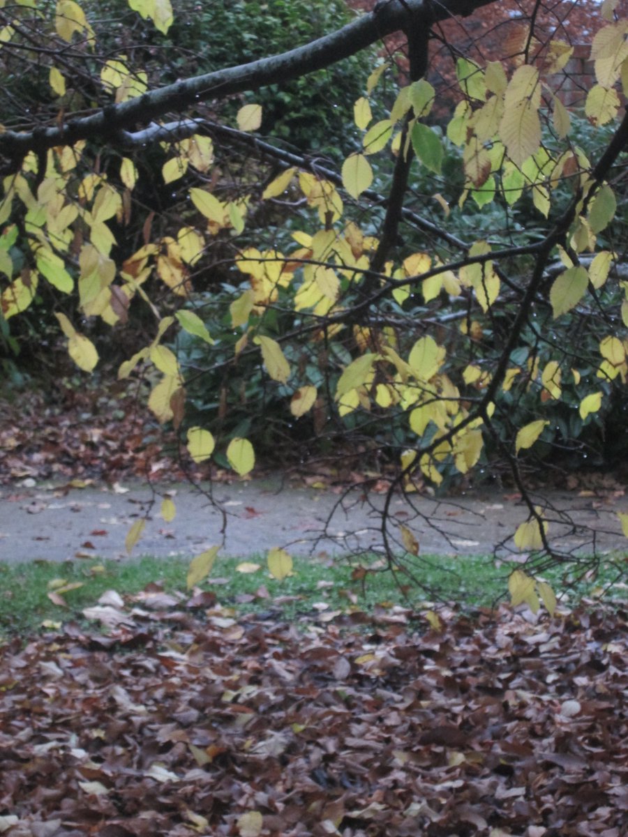 allanrob9's tweet photo. 4 dark photos of Autumn in #Mosgiel.Monday morning 24/05/21. https://t.co/QE6sDZois6