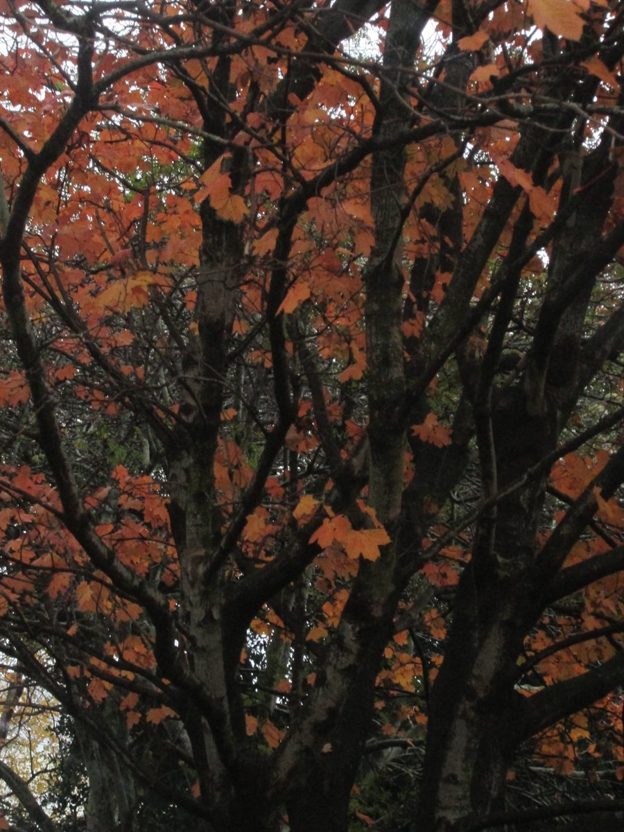 allanrob9's tweet photo. 4 dark photos of Autumn in #Mosgiel.Monday morning 24/05/21. https://t.co/QE6sDZois6