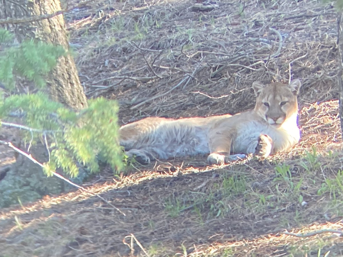 CPW_NE's tweet image. Wildlife Officer Joe Nicholson was treated to the sight of this happy mountain lion lounging around in its day bed by Evergreen.