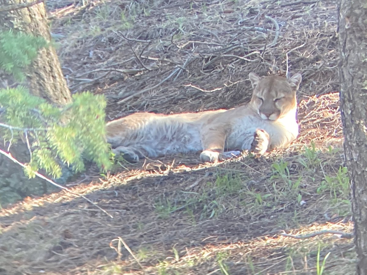 CPW_NE's tweet image. Wildlife Officer Joe Nicholson was treated to the sight of this happy mountain lion lounging around in its day bed by Evergreen.