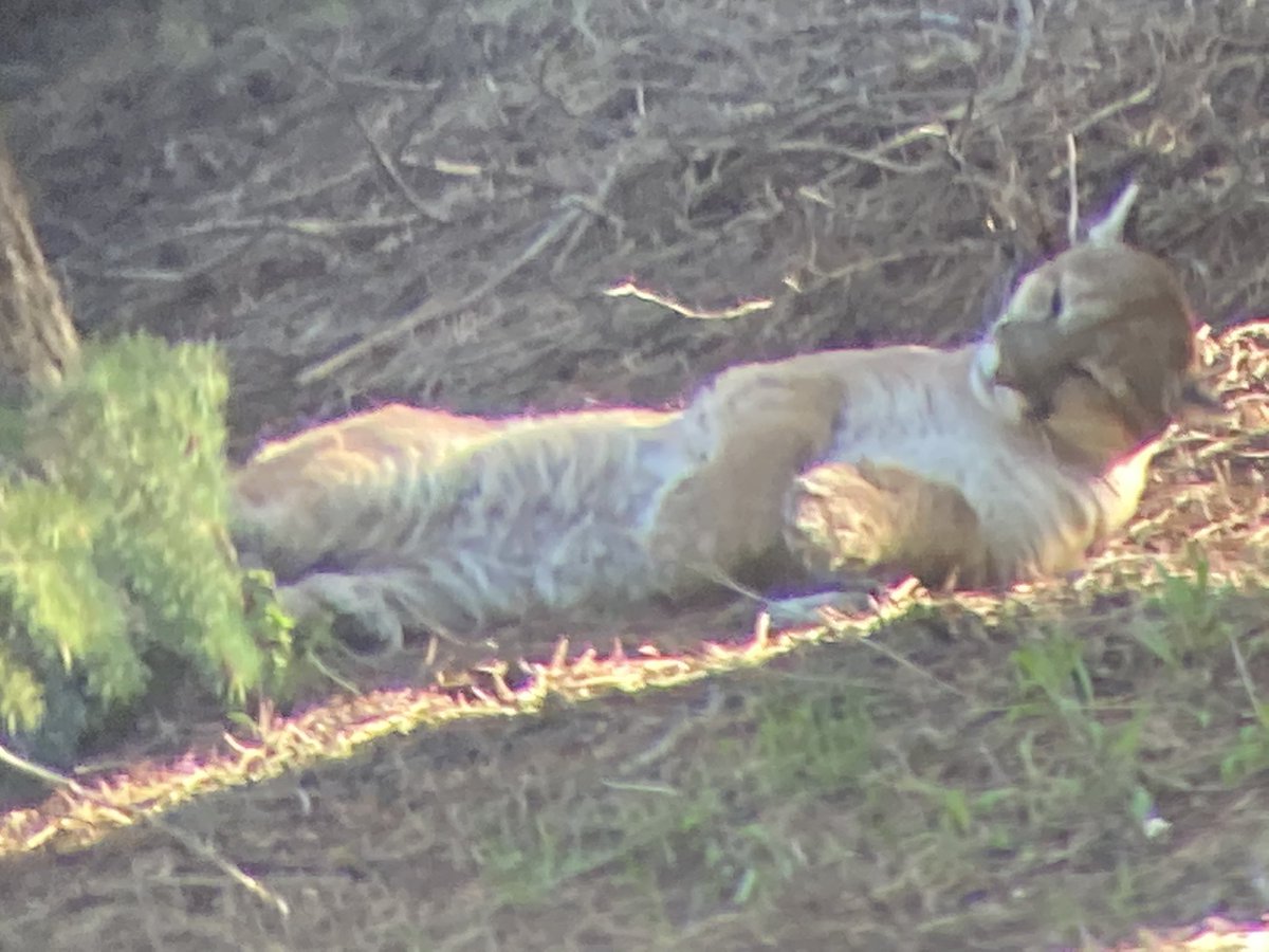 CPW_NE's tweet image. Wildlife Officer Joe Nicholson was treated to the sight of this happy mountain lion lounging around in its day bed by Evergreen.