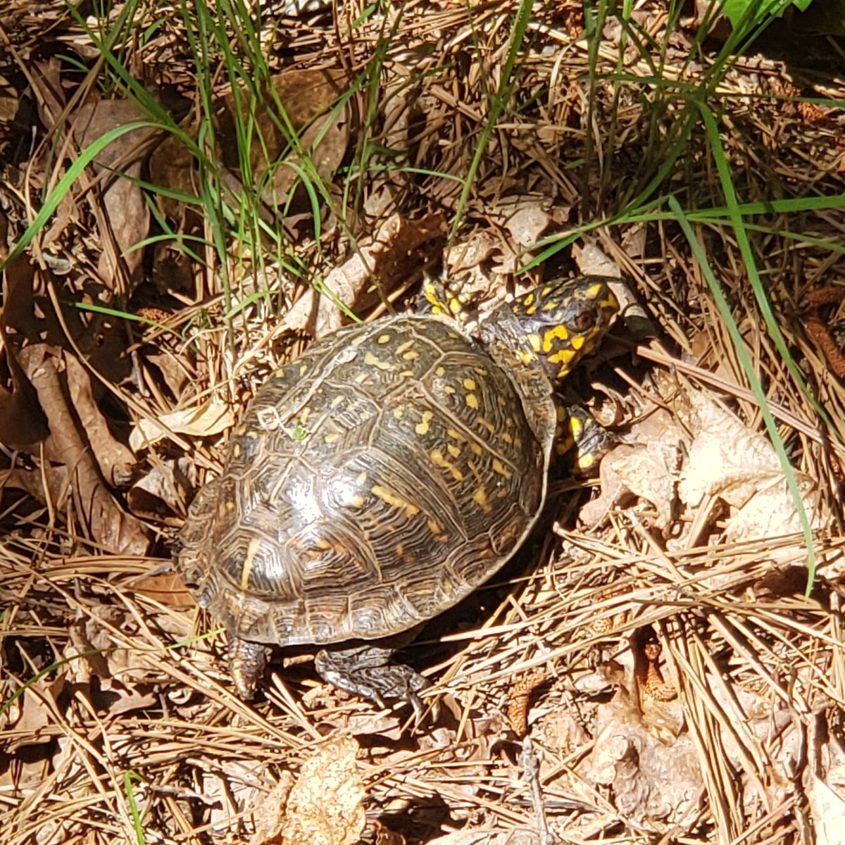 Apparently it's #worldturtleday2021 .
Encountered this Eastern Box Turtle on Friday while geologizing.