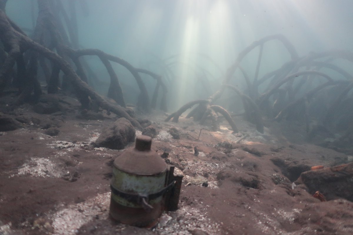 Colin Simpfendorfer (@sharkcolin) on Twitter photo Deep in the mangroves at <a href="/JCUOIRS/">Orpheus Island Research Station - JCU</a> sit a series of <a href="/Innovasea/">Innovasea</a> acoustic receivers. They have been waiting to be visited by sharks and rays fitted with acoustic tags. Now that we have completed a download we can say that it has been a great success. <a href="/IMOSAnimalTrack/">IMOS Animal Tracking</a> #sharkscience Deep in the mangroves at <a href="/JCUOIRS/">Orpheus Island Research Station - JCU</a> sit a series of <a href="/Innovasea/">Innovasea</a> acoustic receivers. They have been waiting to be visited by sharks and rays fitted with acoustic tags. Now that we have completed a download we can say that it has been a great success. <a href="/IMOSAnimalTrack/">IMOS Animal Tracking</a> #sharkscience
