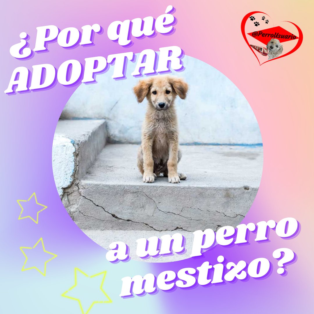 ¿Sabes por qué nos llaman mestizos? Porque tenemos una mezcla de ternura, amor, dulzura, fidelidad y gratitud; además de ser encantadores, únicos y originales. Todo viene junto en un solo cuerpito. Anímate y #ADOPTA Te vamos a querer siempre 🐕