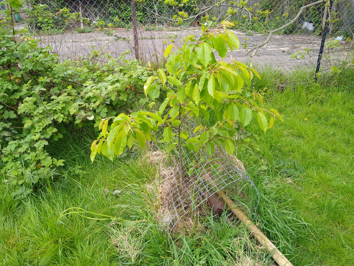 Friends of Whitefriars Open Space tweet media