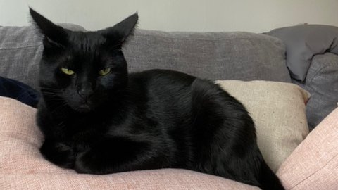 Lost Cat alert in Oakland, CA. Lost Black American Shorthair on 5/20. Greenish/yellow-ish eyes, no collar but is micro-chipped. Skittish &amp; does not like to be held, name is Pickles. Any info call 415-407-6331 or go to lostmydoggie.com/details.cfm?pe…
