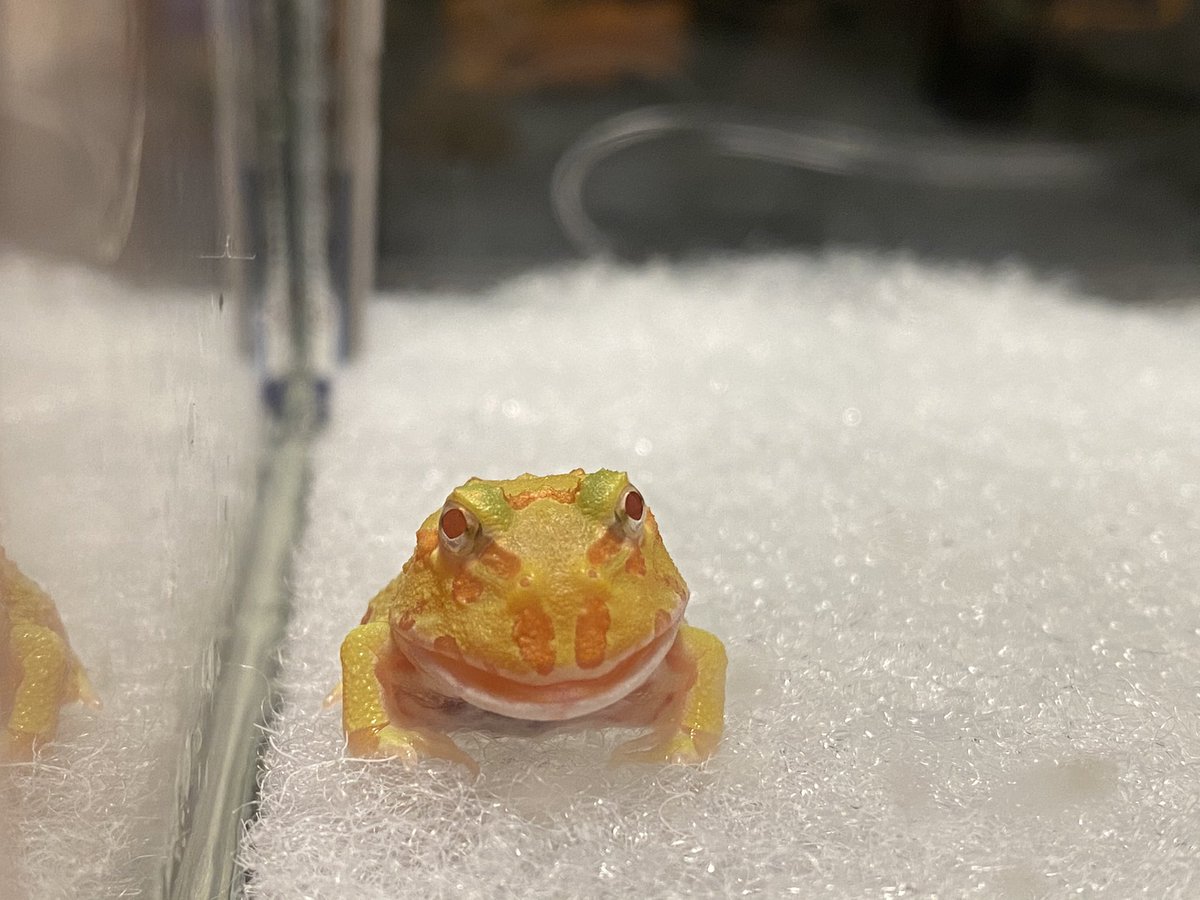 フトアゴとまーしゅ على تويتر カエルに変態してから3日目 やはり人工餌は食べなかったので メダカをあげたところあっさり食べてくれました 1年前から育ててるメダカをあげるのも抵抗があったので餌用にメダカを買ってきたわけなんですが 何とも不思議な気分です フトアゴとまーしゅ على تويتر カエルに変態してから3日目 やはり人工餌は食べなかったので メダカをあげたところあっさり食べてくれました 1年前から育ててるメダカをあげるのも抵抗があったので餌用にメダカを買ってきたわけなんですが 何とも不思議な気分です