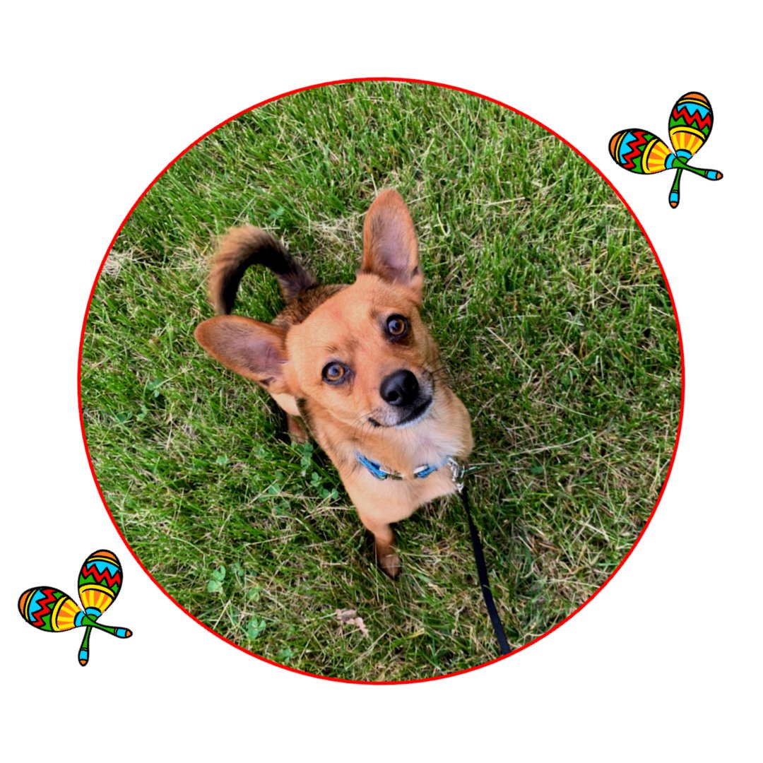 Tres...dos...…. UNO!!!! Uno is a sweet, spunky boy who will be busy making his movie debut, but will be looking for his fur-ever home afterward. Check him out with Community Animal Rescue Effort and let him steal your heart (and maybe even your tacos!)#ShelterToStar #ReelRescues