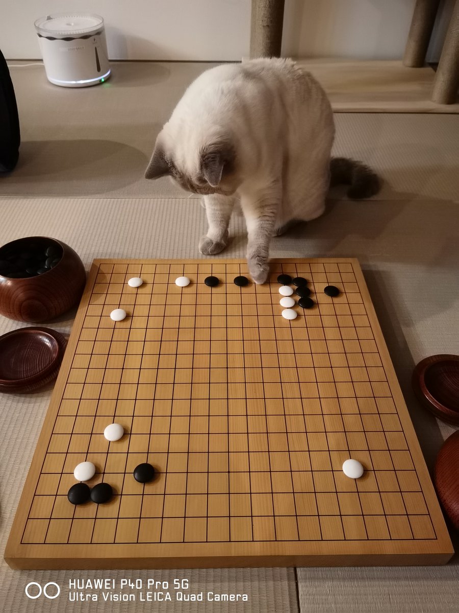 HUAWEI_Japan_PR's tweet image. 次の一手へ=^_^=

囲碁をしている？うちの🐱をHUAWEI P40 Pro 5Gで撮影📷
ウルトラビジョンLeica AIクアッドカメラなら、家の中でもこんなにキレイに撮れちゃいます😍
#猫 #HUAWEI #P40Pro
#ペットのベストショット 

こんな写真が撮りたい方はこちらを✅
consumer.huawei.com/jp/phones/p40-…