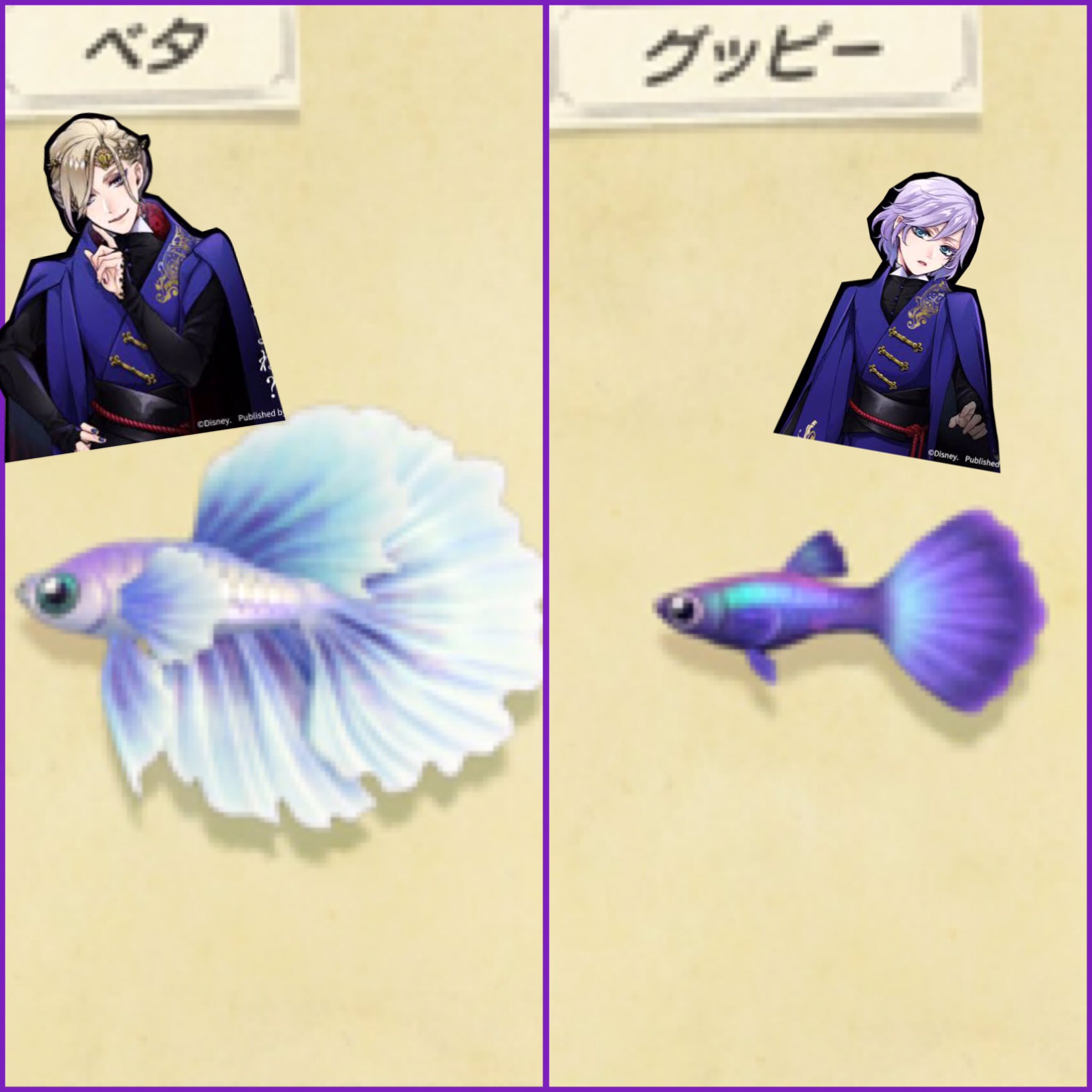 Botaha あつ森で釣って気付いた ベタとグッピーて似てるのね グッピーが豪華になったのがベタって感じ フロイドのセンスすげーわ ツイステ ポムフィオーレ ヴィルシェーンハイト エペルフェルミエ T Co Jxeb9e3khh Twitter
