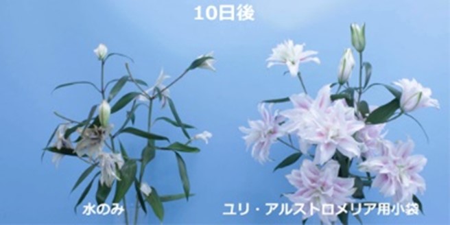 クリザール ジャパン株式会社 ジューンブライドの方へ 特別な日には ユリを大きく美しく咲いてほしいでしょうね そこでクリザール ユリ アルストロメリア用小袋をおすすめします ユリの葉の黄化を抑えるとともに 栄養分によって 花を美しく 大きく