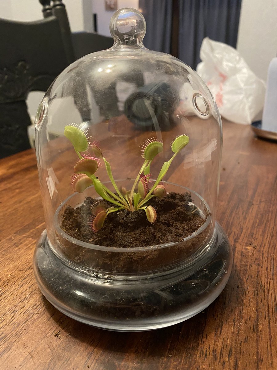 daniccole98's tweet photo. Update: I bought a venous fly trap. https://t.co/l576WoQuP4