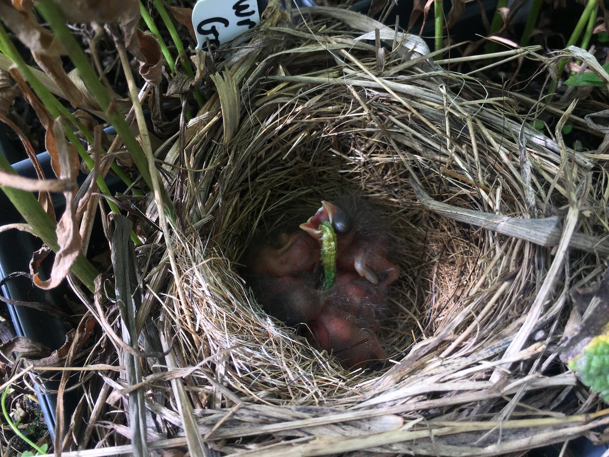 NativeInHarmony's tweet image. We&apos;re a nursery in more ways than one! A field sparrow and her five chicks have taken up residence in our wrinkle-leaved goldenrod. More native plants -&amp;gt; more caterpillars -&amp;gt; more baby birds 🐣
