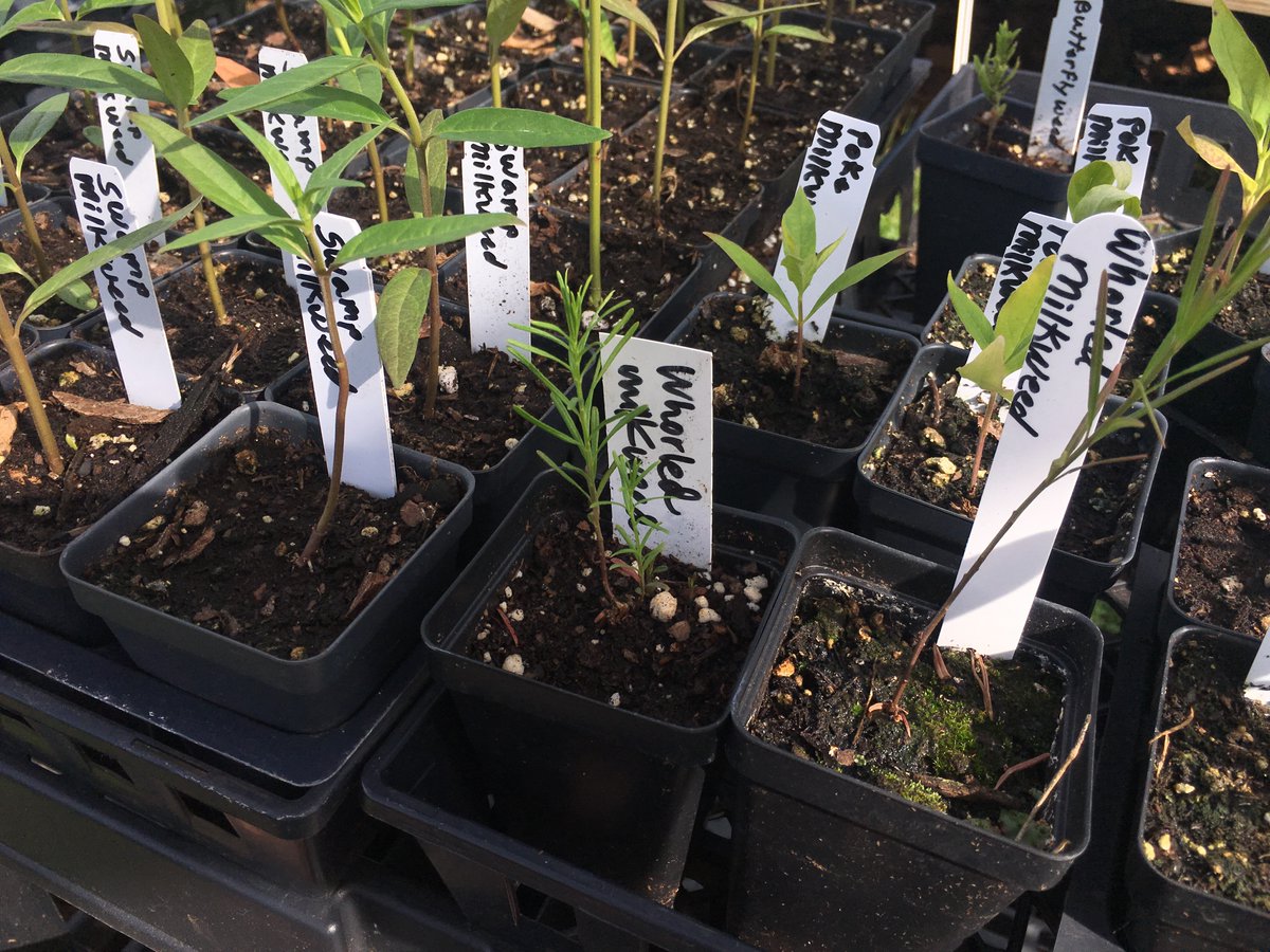NativeInHarmony's tweet image. Looking for milkweeds? Late frosts and snow kept us from bringing out our sensitive milkweeds, but now we’ve got swamp, whorled, and poke milkweeds for sale, with more to come soon. Feel free to call and check our availability before driving up  :)