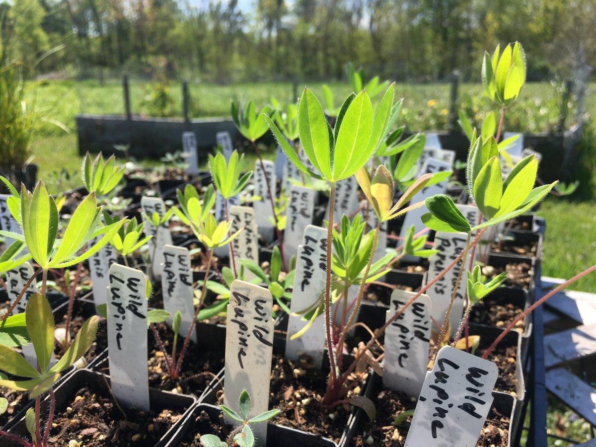 NativeInHarmony's tweet image. Our precious wild lupine is finally ready to be sold! Wild lupine occurs around Lake Erie and requires sandy, well-drained soil. It is listed as potentially threatened in the state of Ohio and is the sole host for federally endangered Karner blue butterfly caterpillars.