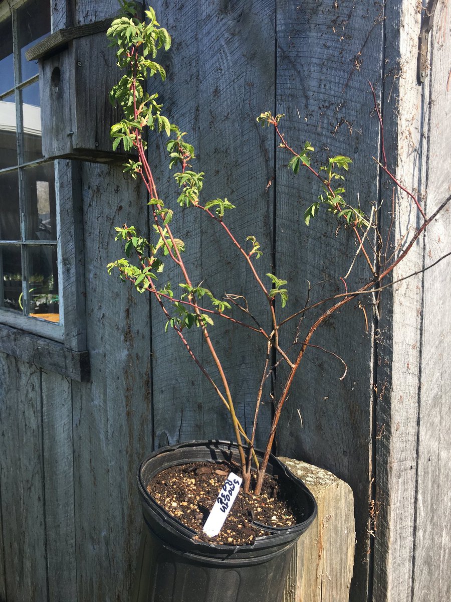 NativeInHarmony's tweet image. Still haven’t claimed your FREE tree or shrub? We still have about 100 left to give away! That includes this smooth rose (Rosa blanda), a thornless species that is listed as potentially threatened in the state of Ohio.